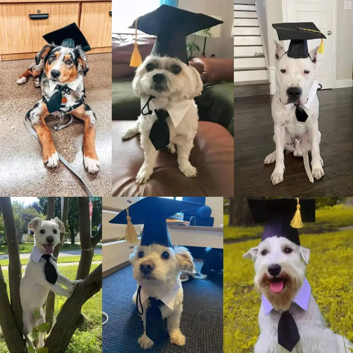 Pet Graduation Cap with Bow Tie & Neck Tie – Cute Dog & Cat Graduation Costume Accessory
